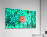Hover 1 Acrylic Print