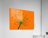 Tikler 3 Acrylic Print