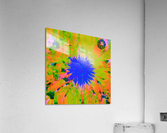 Hover 6 Acrylic Print