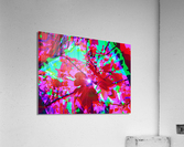 Figrow 1 Acrylic Print