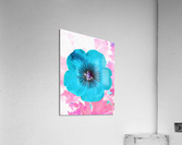 Blue Petl2 Acrylic Print