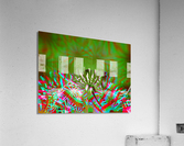 Spyda 1 Acrylic Print