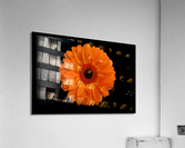 Orangebom 1 Acrylic Print