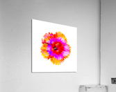 Confetti 4.v1 Acrylic Print