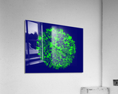 Flarer 9 Acrylic Print