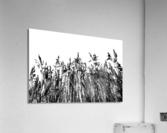 Dunestem 3 Acrylic Print