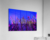 Dunestem 4 Acrylic Print