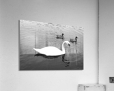 Sefton 1 Acrylic Print
