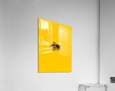 HuneeBig 1 Acrylic Print