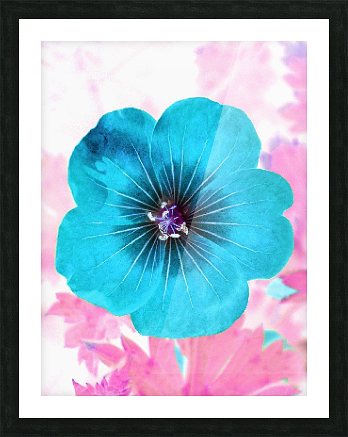 Blue Petl2 Picture Frame print