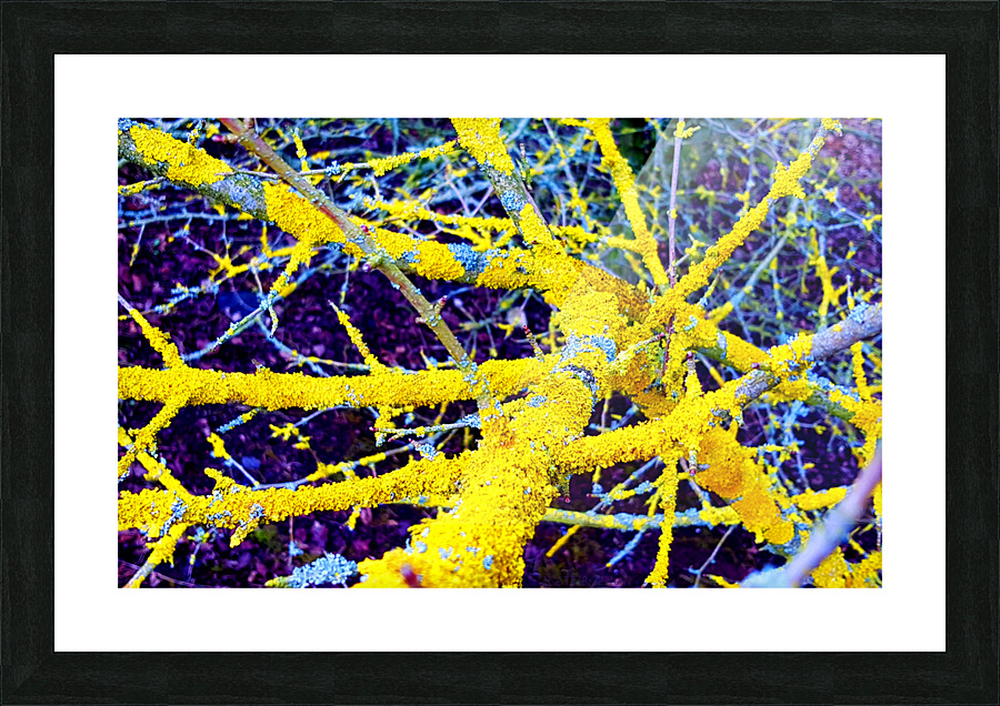 Liken G Picture Frame print