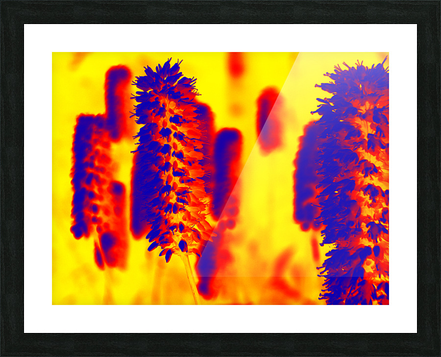 Pops Picture Frame print