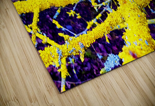 Liken G Matt Riceman puzzle