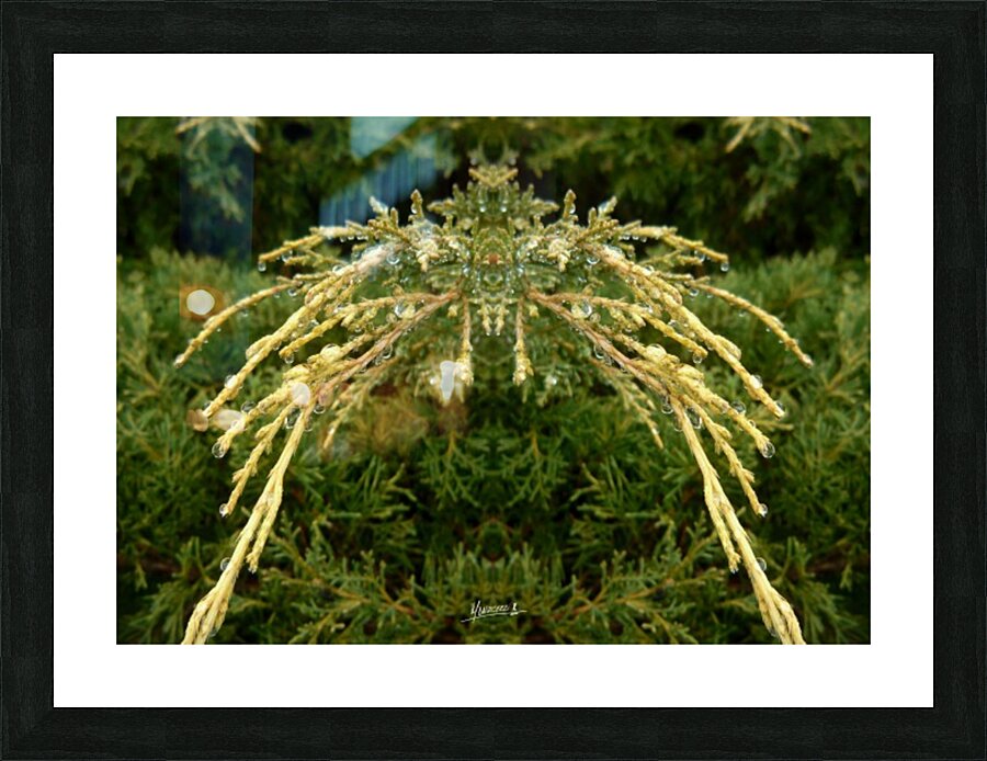 Dewgreen 1  Picture Frame print