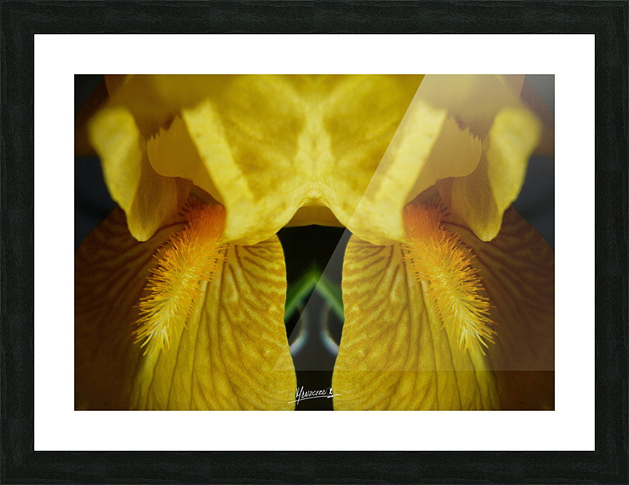 flower 102  Picture Frame print