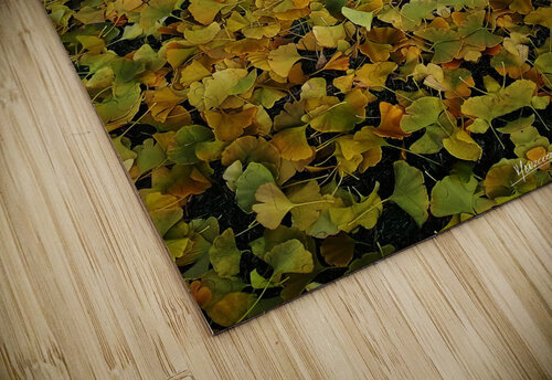 Autumn 1  Carlos Manzcera puzzle