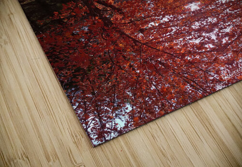 Tree 1 Carlos Manzcera puzzle