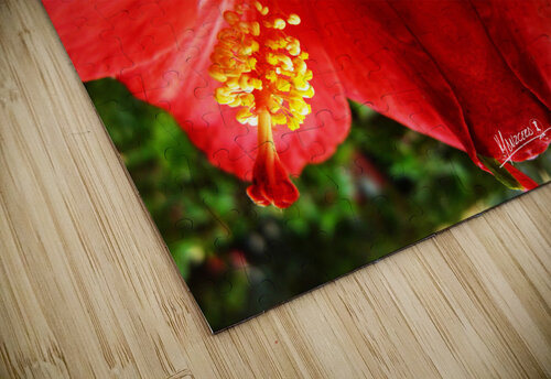 flower 20  Carlos Manzcera puzzle