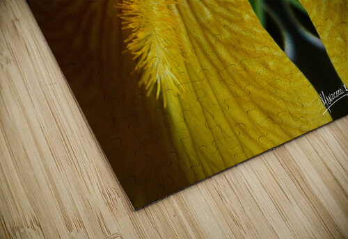 flower 102  Carlos Manzcera puzzle