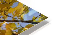 Autumn 3  HD Metal print