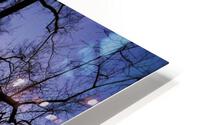 tree 19  HD Metal print