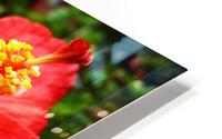 flower 20  HD Metal print
