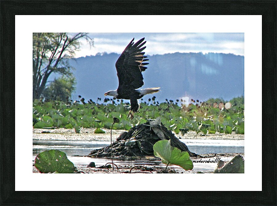 EAGLE LIFTOFF Picture Frame print
