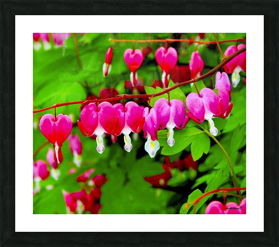 BLEEDING HEARTS Picture Frame print