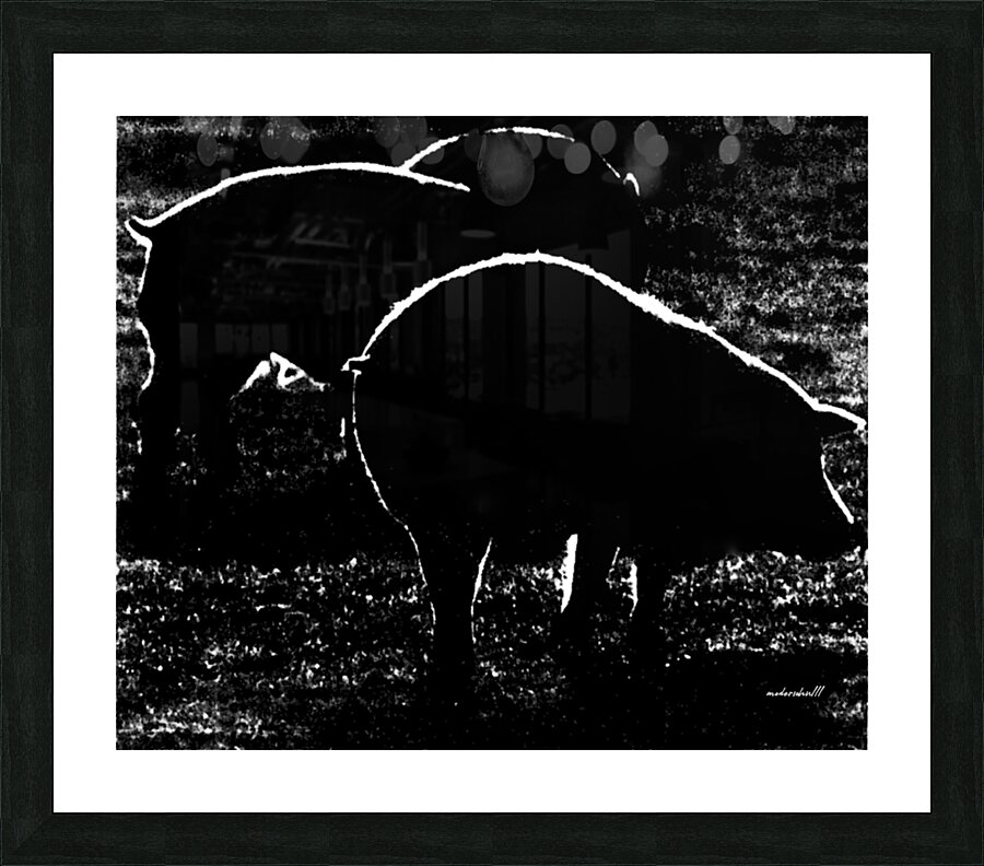 PIGS backlit Picture Frame print