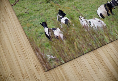 DINOSAUR FARM Bob Modersohn puzzle