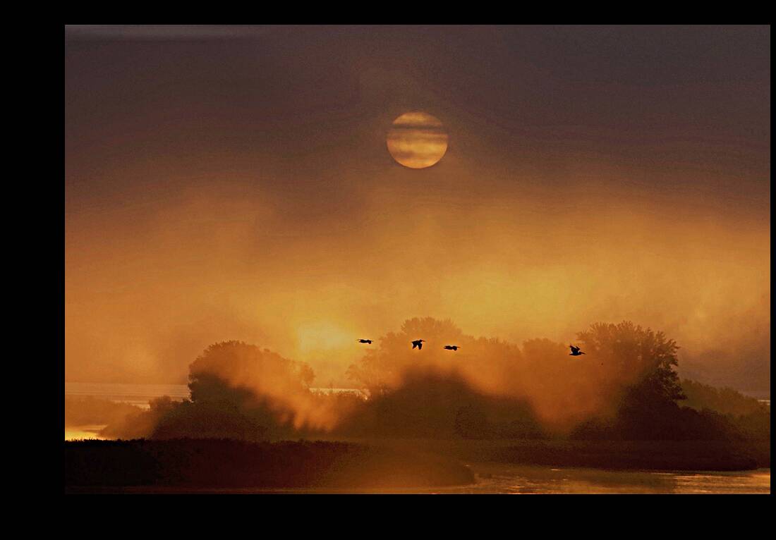SUNRISE PELICANS Reproduction