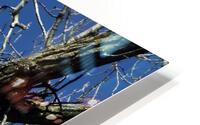 REGAL BALD EAGLE HD Metal print