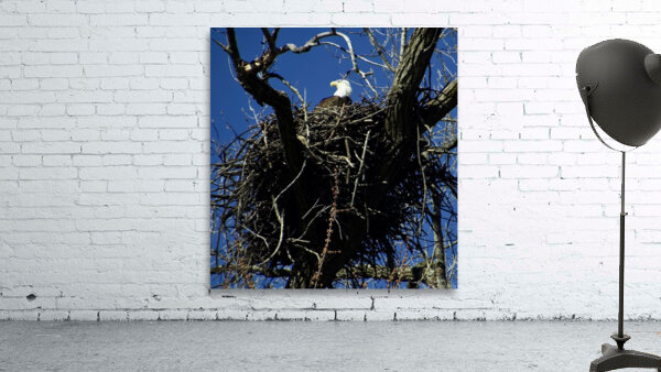 REGAL BALD EAGLE Wall Preview