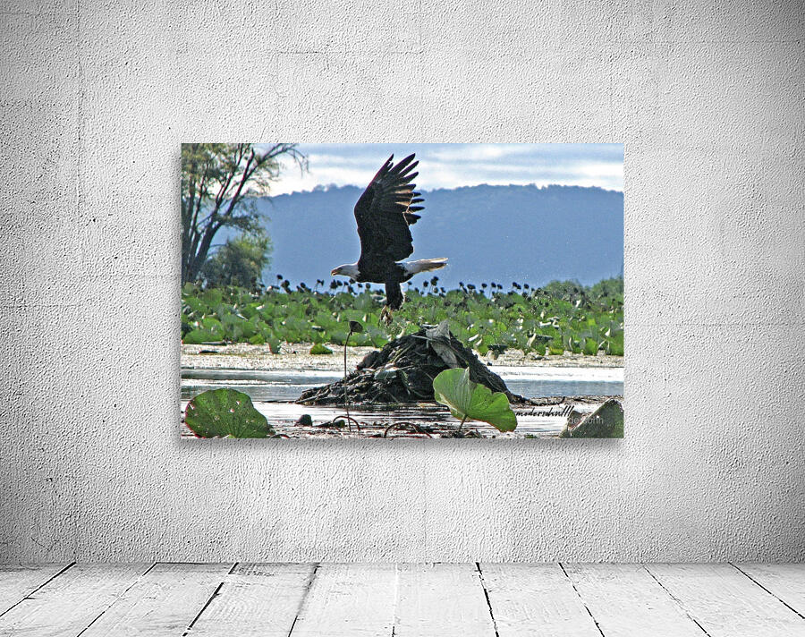 EAGLE LIFTOFF Wall Preview