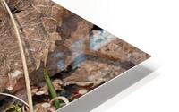 Violets among Dead Leaves HD Metal print