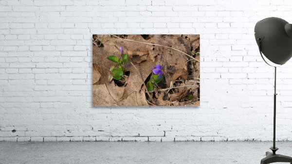 Violets among Dead Leaves Wall Preview