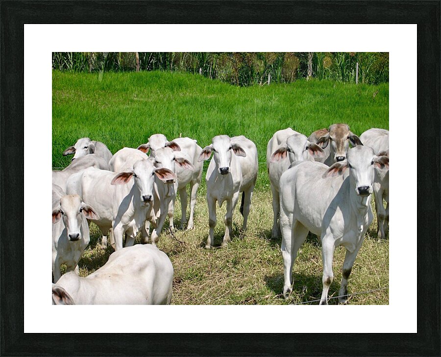 Colombian Cows Picture Frame print