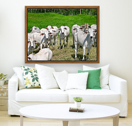 Colombian Cows Reproduction