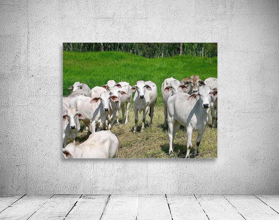 Colombian Cows Wall Preview