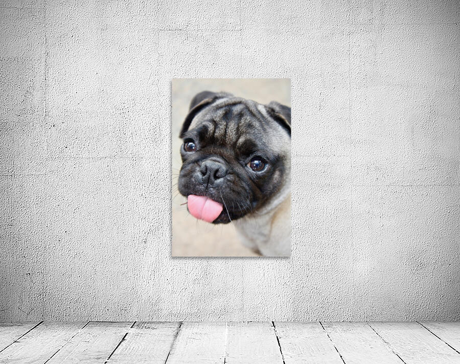 Pug Joker Wall Preview