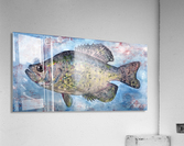 White Crappie Fish  Acrylic Print