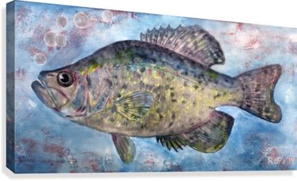 White Crappie Fish  Canvas Print