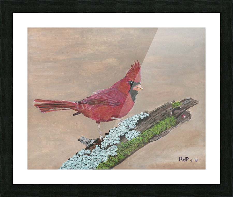 Northern Cardinal Picture Frame print