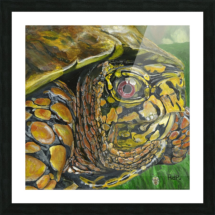 Box Turtle Picture Frame print