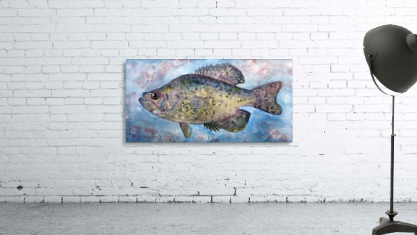 White Crappie Fish  Wall Preview