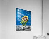 Cactus Bloom Acrylic Print