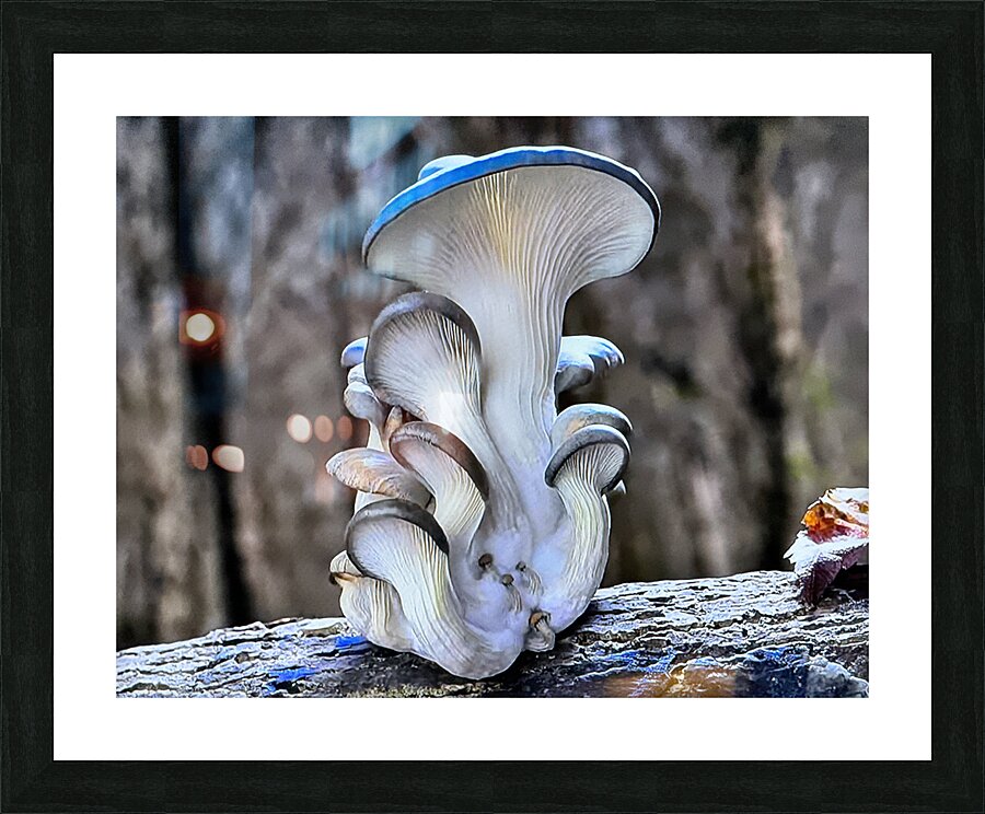 Magic Mushrooms Picture Frame print