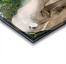 Elephant Trunk Sideways Acrylic print