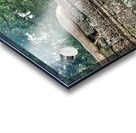 Temple Tree Acrylic print