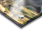 Kangaroo Selfie Acrylic print